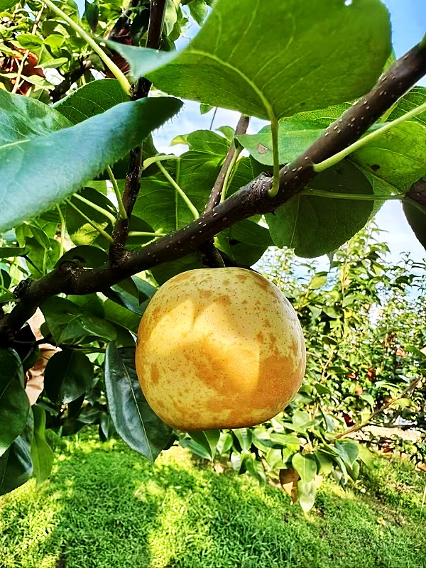 广丰天桂梨